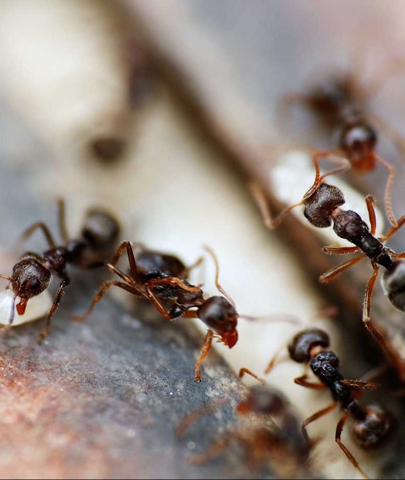 Schädlingsbekämpfung Ameisen