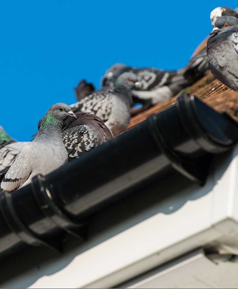 Schädlingsbekämpfung Tauben