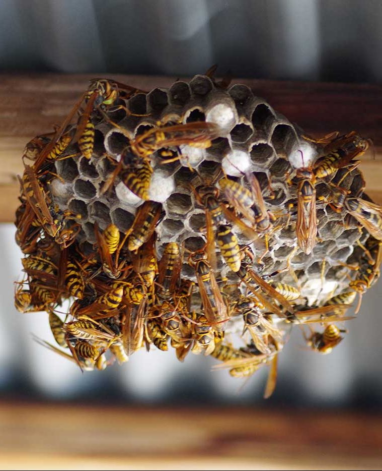 Schädlingsbekämpfung Wespen