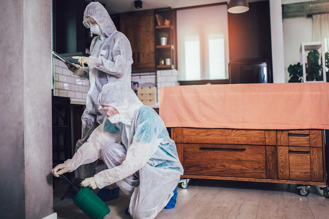 Schädlingsbekämpfung Wir bekämpfen Schädlinge wie Wespen, Armeisen, Tauben und Hornissen nach HACCP für Privat- und Geschäftskunden.